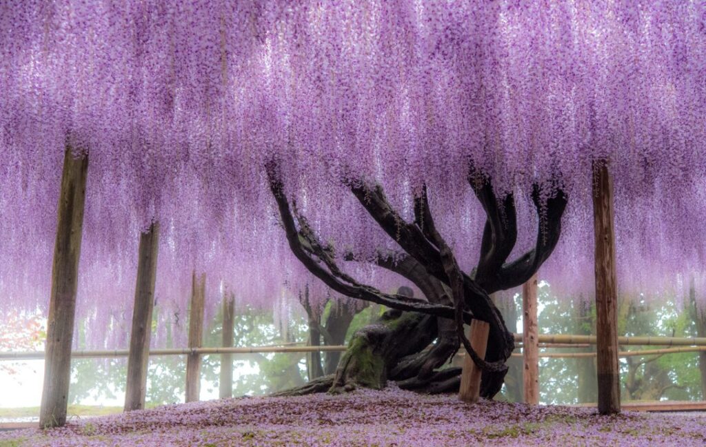 Die Kraft des violetten Baumes – eine Reise zu Deinen Ahnen